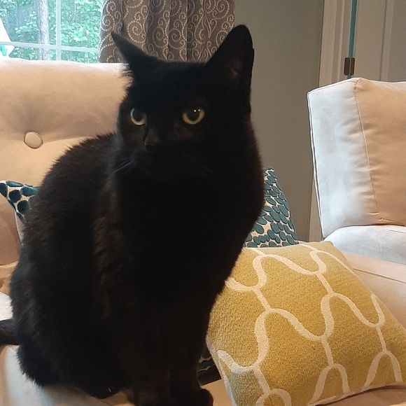 Meet your Posher, Danette - Picture 3 of 6